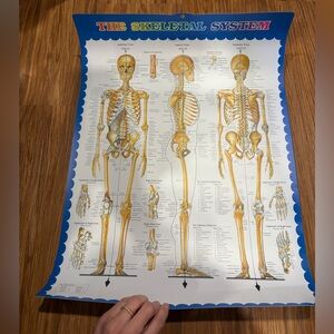 Skeletal System Anatomy Poster